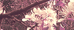 Floralscape