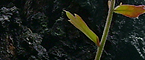 Stem