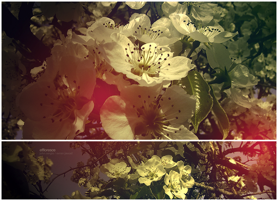 'Effloresce' by Street, evran