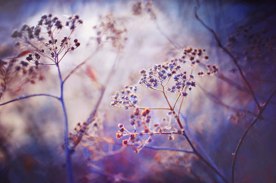 'Enchanting Forest' by onixa