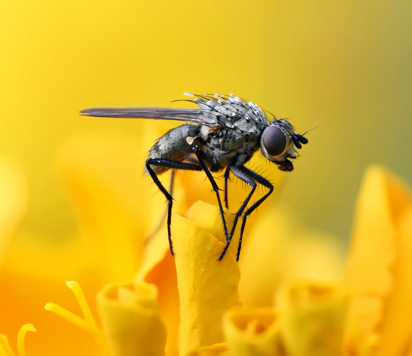 'tiny fly' created for slashTHREE Exhibition #14