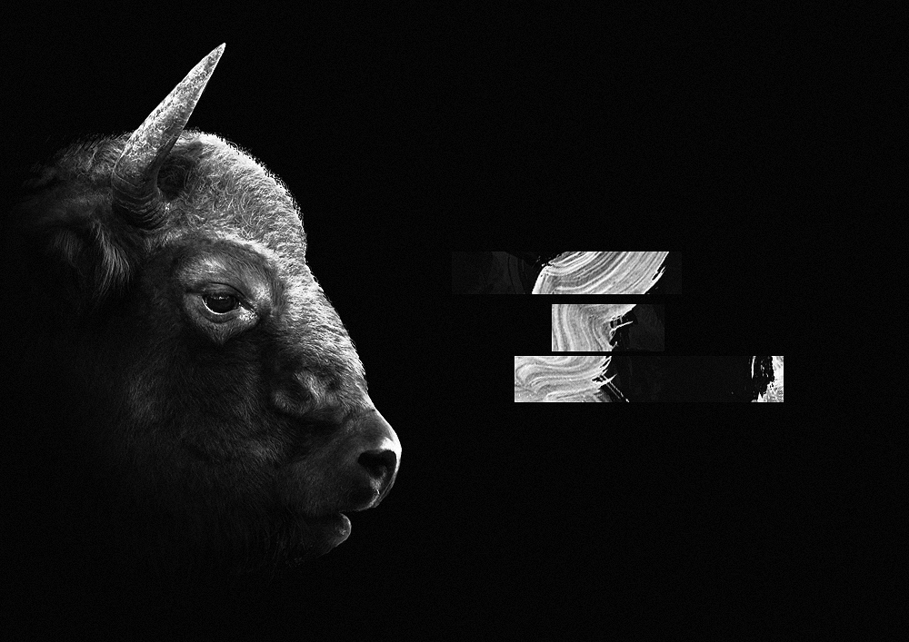 'The Bison and the Paradigm of Form' created for slashTHREE Exhibition #15