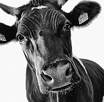 BennyBrand's avatar