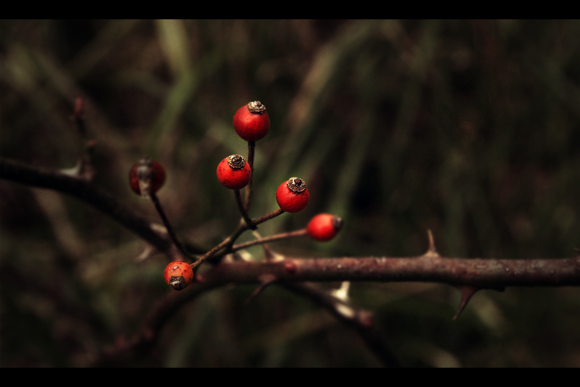 Reawakening